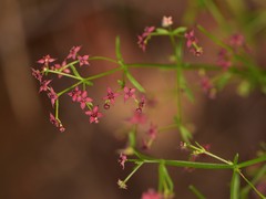 Galium wrightii