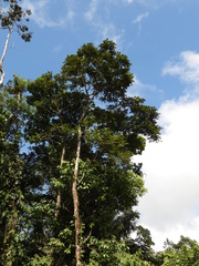 Tapirira bethanniana