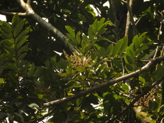 Tapirira bethanniana
