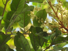Tapirira bethanniana