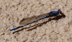 Argia agrioides