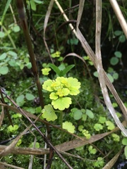 Chrysosplenium iowense
