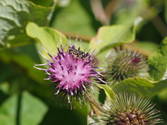 Pseudoanthidium nanum
