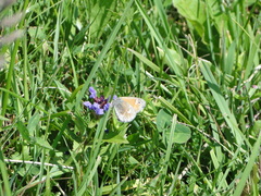 Coenonympha tullia
