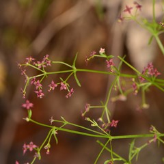 Galium wrightii