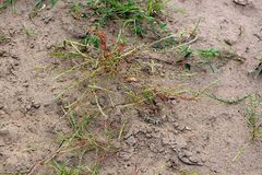 Corispermum declinatum