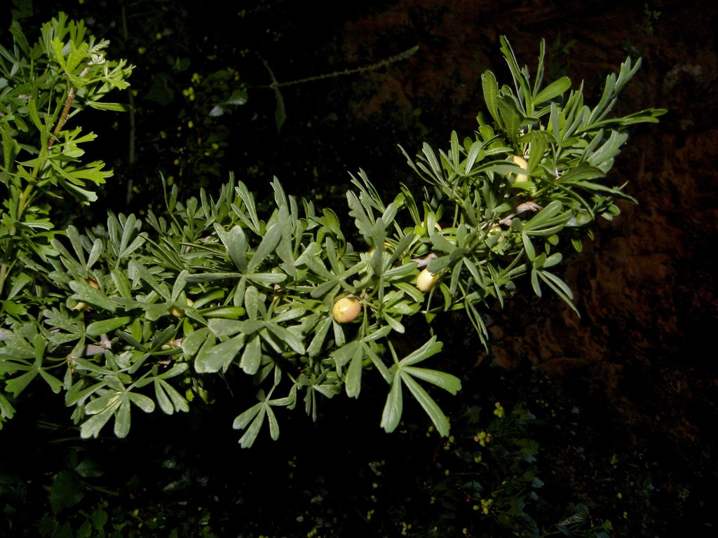 Searsia pentaphylla