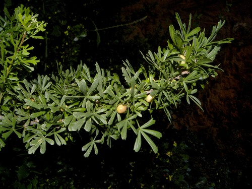 Searsia pentaphylla image