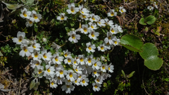 Euphrasia petriei