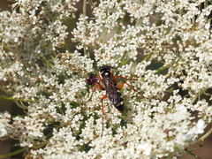 Cryptocheilus richardsi