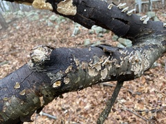 Graphostroma platystomum