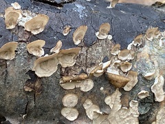 Graphostroma platystomum