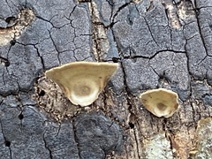 Graphostroma platystomum