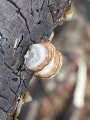 Graphostroma platystomum