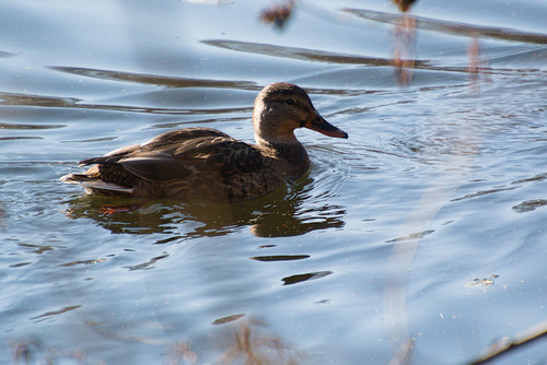 Mallard photographed in Illinois