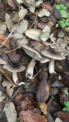 Tricholoma squarrulosum