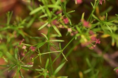 Galium wrightii