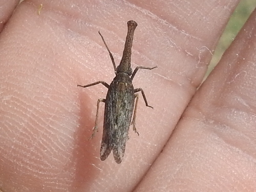 Rhabdocephala brunnea