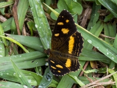 Telenassa berenice