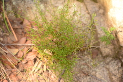Galium wrightii