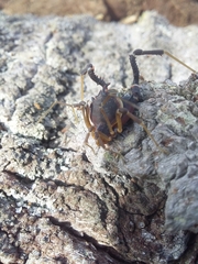 Acanthopachylus aculeatus