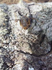 Acanthopachylus aculeatus