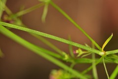 Galium wrightii
