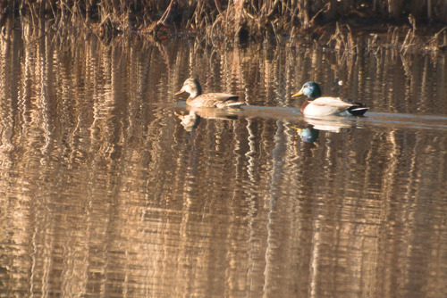 Mallard photographed in Illinois