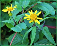 Leptocarpha rivularis