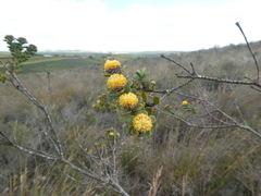 Leucadendron coriaceum