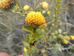 Leucadendron coriaceum
