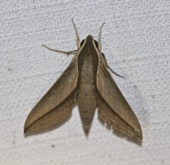 Theretra queenslandi