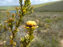 Leucadendron coriaceum