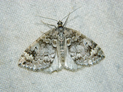 Dysstroma walkerata
