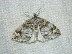 Dysstroma walkerata