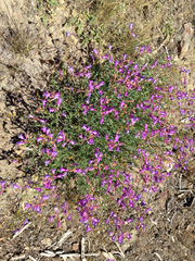 Penstemon azureus