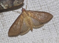 Protonoceras mitis