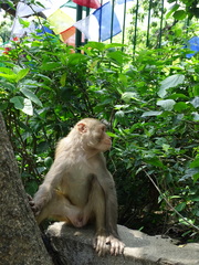 Macaca