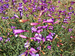 Penstemon azureus