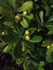 Pittosporaceae