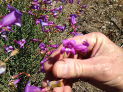 Penstemon azureus