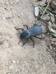 Cryptoglossa variolosa