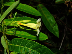 Odontadenia nitida