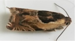 Ancylis metamelana