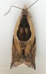Ancylis metamelana