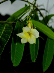 Odontadenia nitida