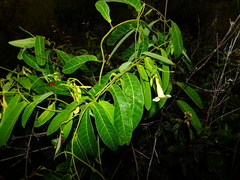 Odontadenia nitida