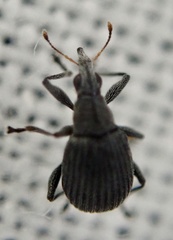 Oxystoma craccae