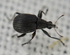 Oxystoma craccae