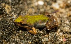 Cacosternum australis